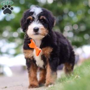 Major Tom, Mini Bernedoodle Puppy
